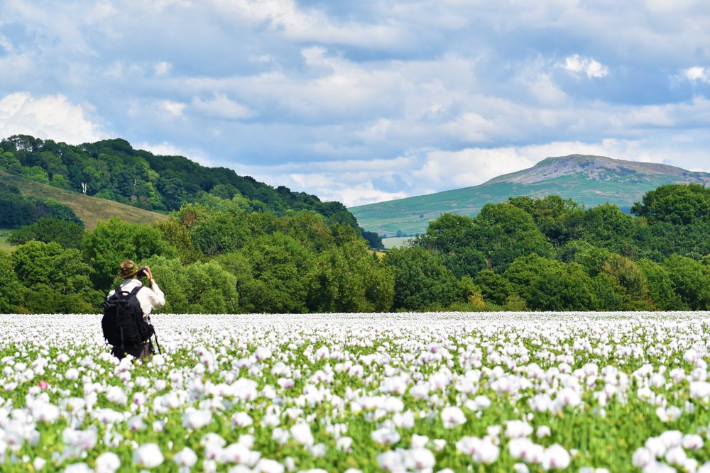 Photograph of Poppies in the field.