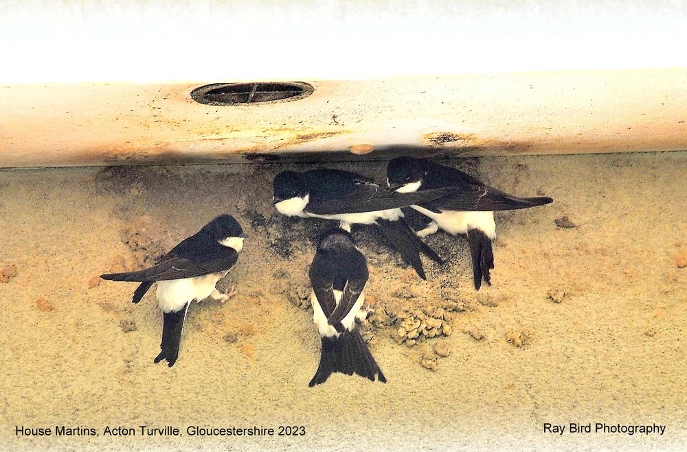 House Martins, Acton Turville,Gloucestershire 2023