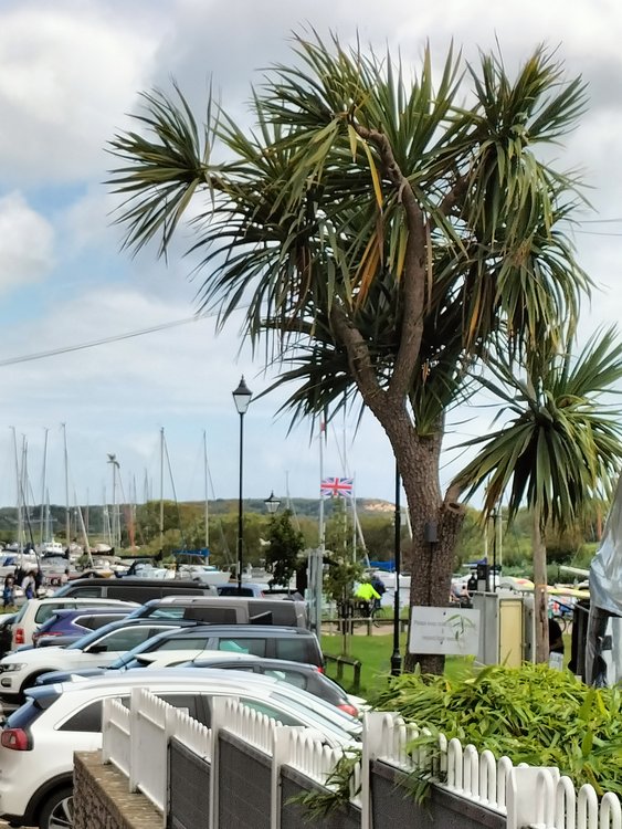Lovely scene at Town Quay, Christchurch