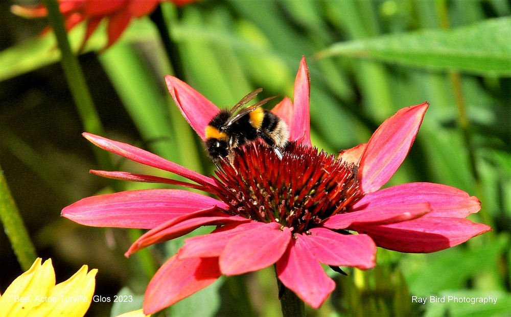 Bee, Acton Turville, Gloucestershire 2023