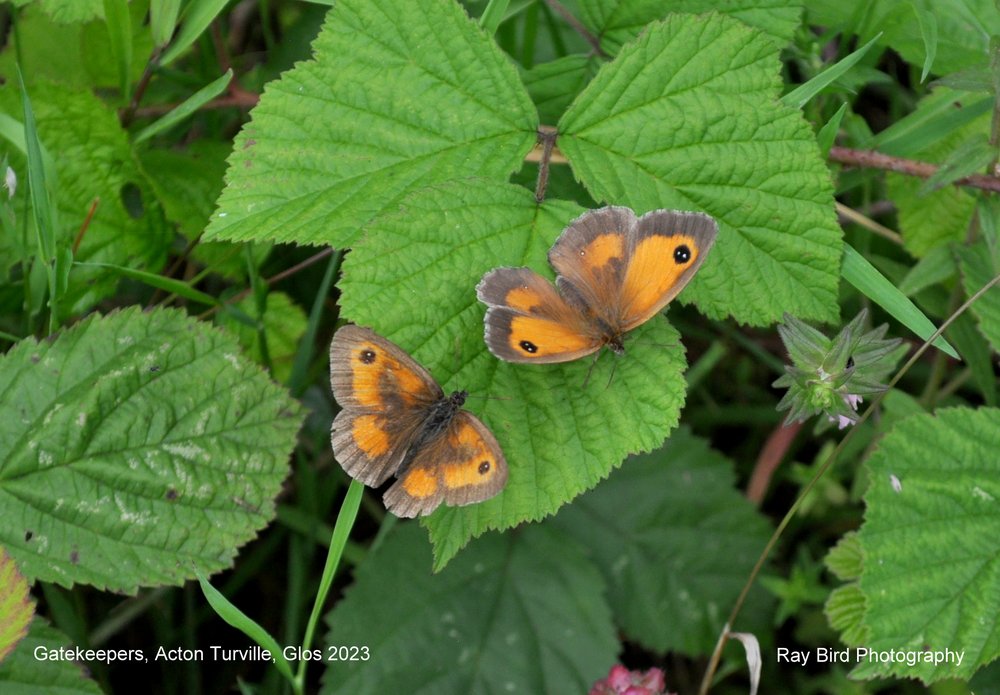 Gatekeeper  Butterflies, Acton Turville, Gloucestershire 2023