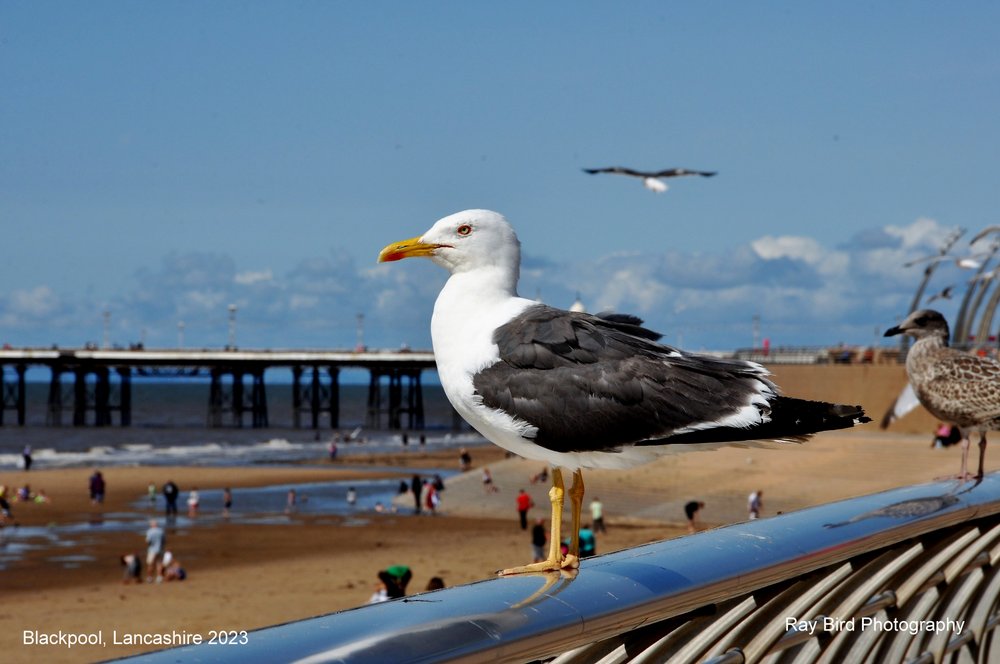 Seagull, Blackpool, Lancashire 2023