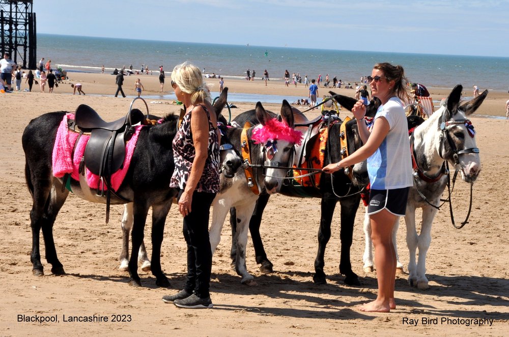 Donkeys, Blackpool, Lancashire 2023