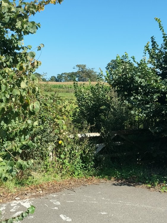 Tranquil rural scene near Christchurch