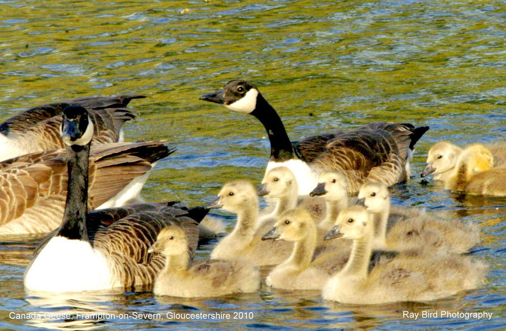 Canada Geese, Frampton on Severn, Gloucestershire
