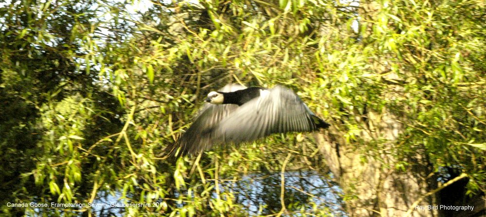 Canada Geese, Frampton on Severn, Gloucestershire