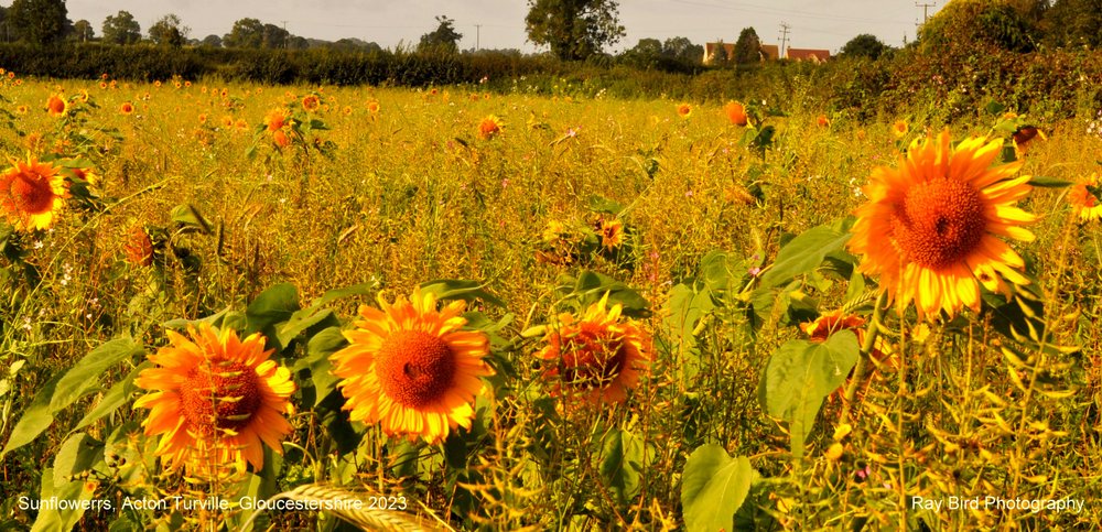 Sunflower Field, Acton Turville, Gloucestershire 2023