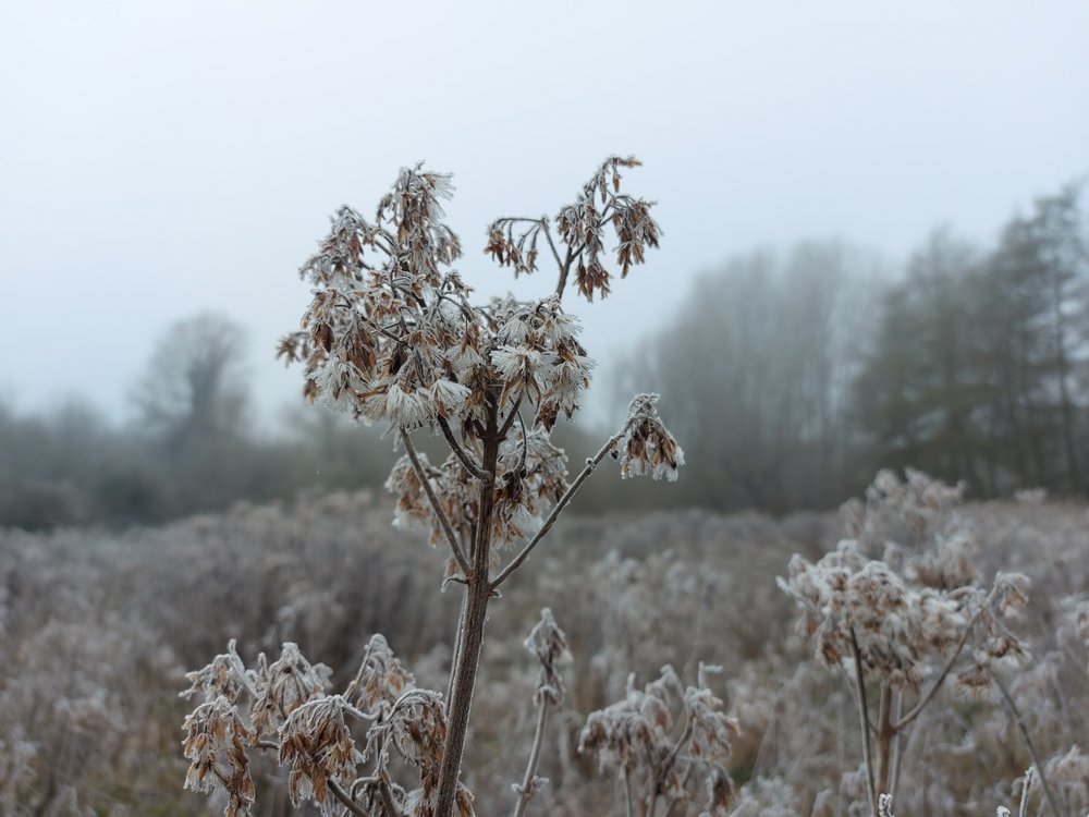 Photograph of Icy misty morning