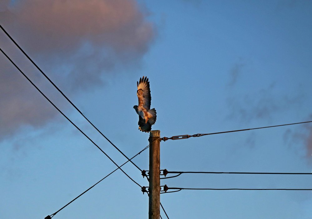 A buzzard taking flight.