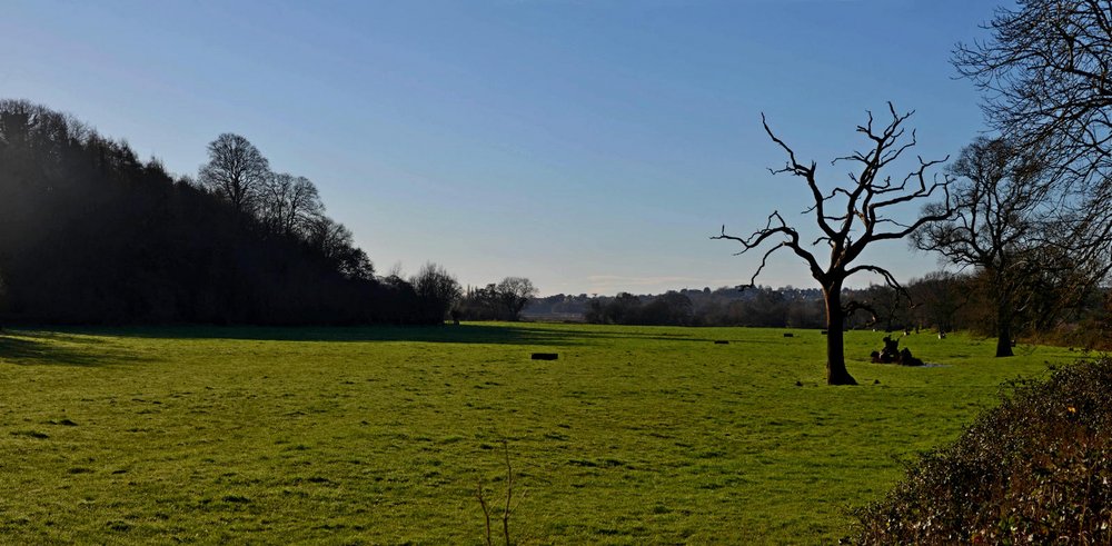 20240106 Lifeless tree