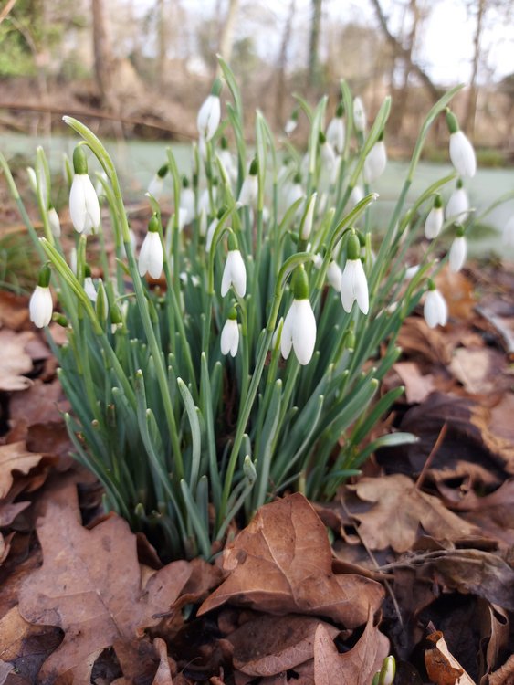 Early snowdrops