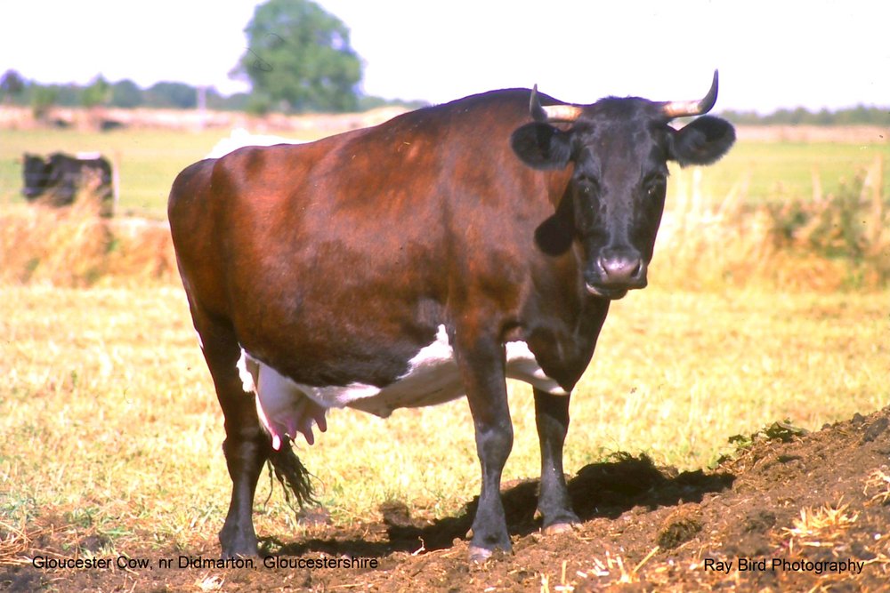 Rare Breeds - Gloucester Cattle, nr Didmarton, Gloucestershire