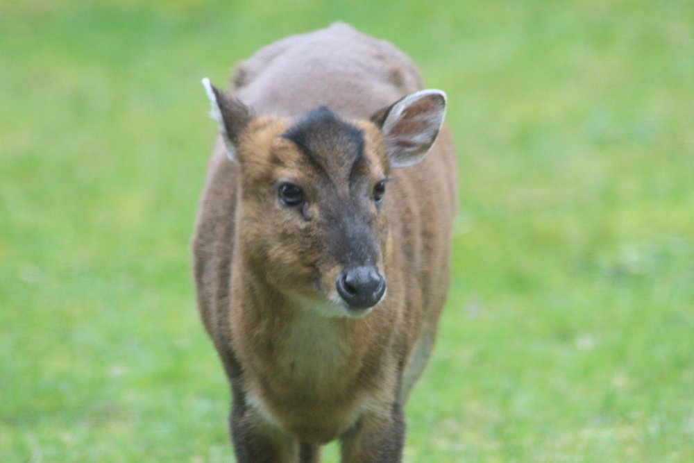 Muntjac deer in my garden