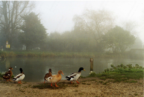 Ducks in the mist