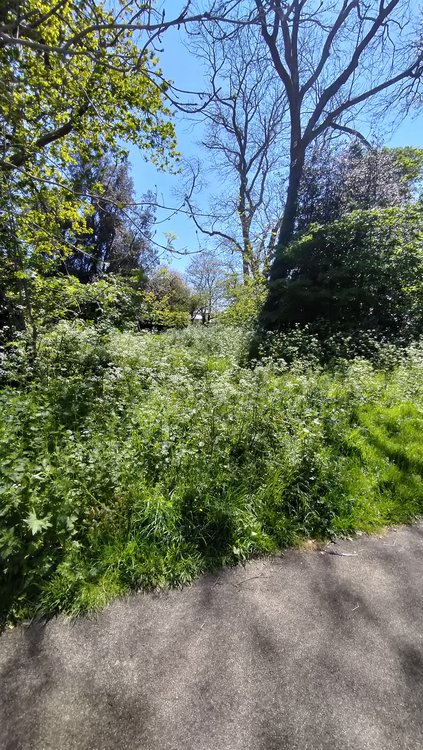 Lush spring vegetation in Druitt gardens, Christchurch