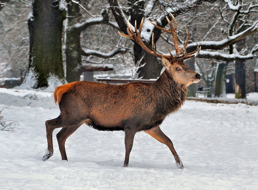Red Deer Stag in Snow