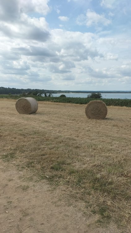 Bales of straw or hay near Studland village