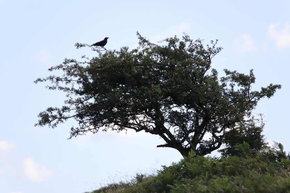 Raven in Exmoor Thorn tree