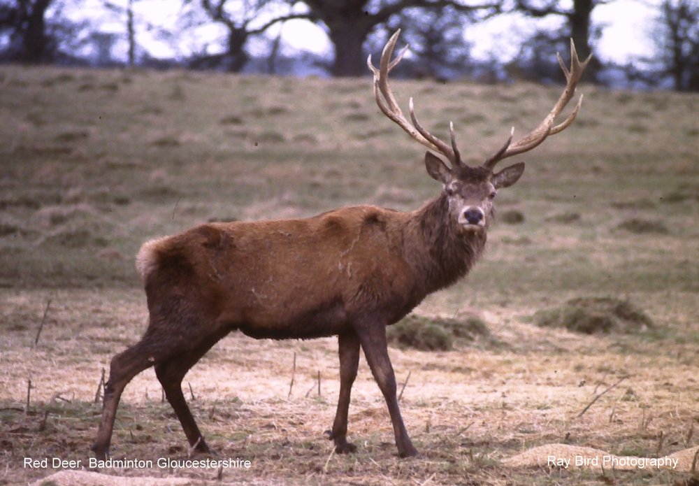 Red Deer, Badminton Park, Gloucestershire 2016