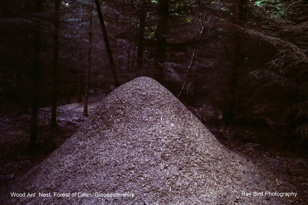 Photograph of Wood Ant Nest, Forest of Dean, Gloucestershire 1981