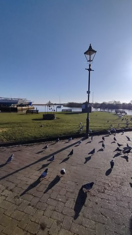 Wildlife and winter sunshine at Town Quay in Christchurch