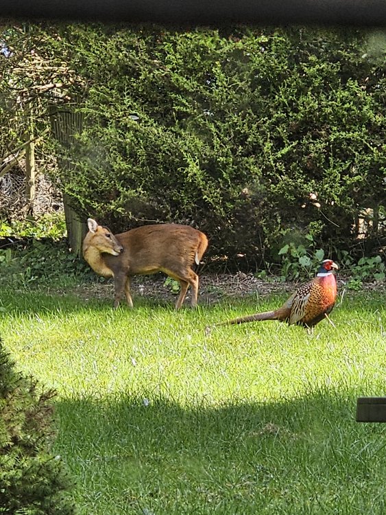 Deer and Pheasant in the spring sun