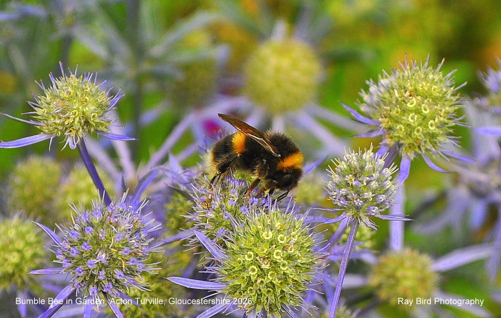 Bumble  Bee, Acton Turville, Gloucestershire 2026