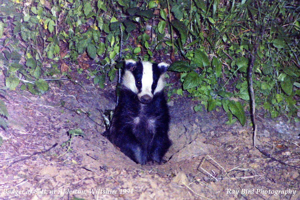 Badger at Sett, Alderton, Wiltshire
