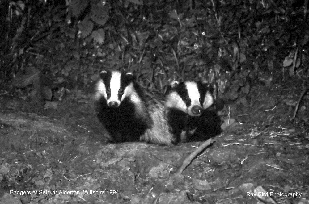 Badgers at Sett, Alderton, Wiltshire