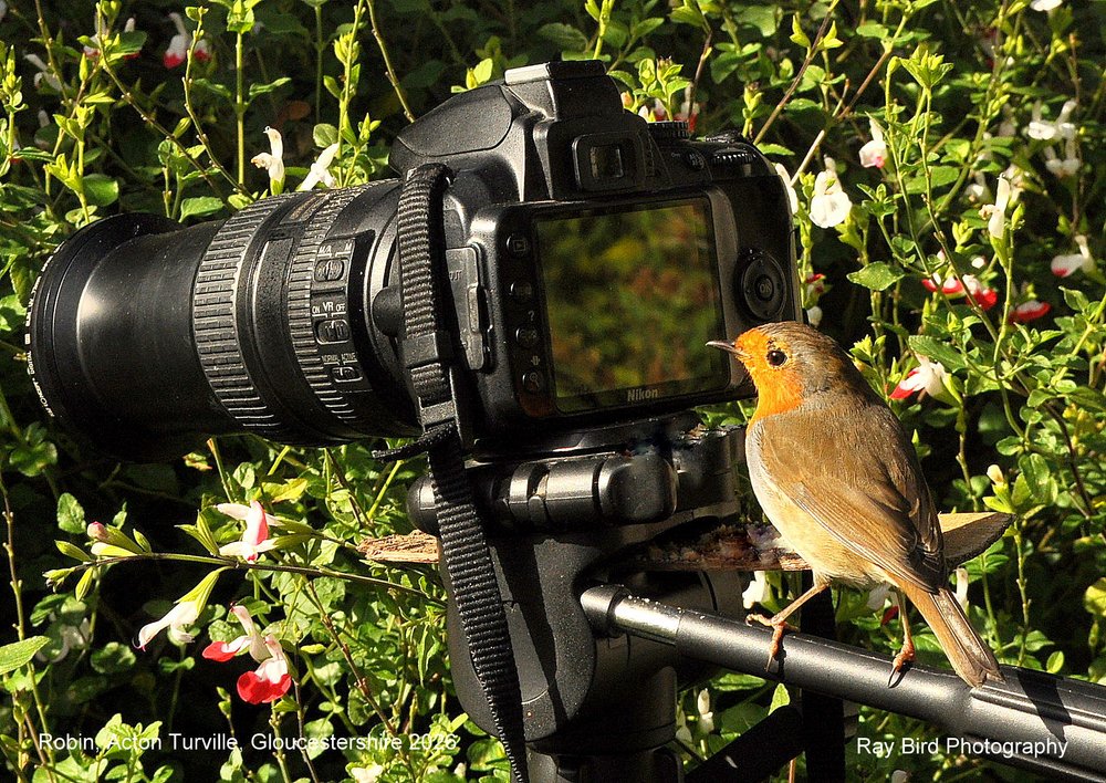 Robin, Acton Turville, Gloucestershire 2026
